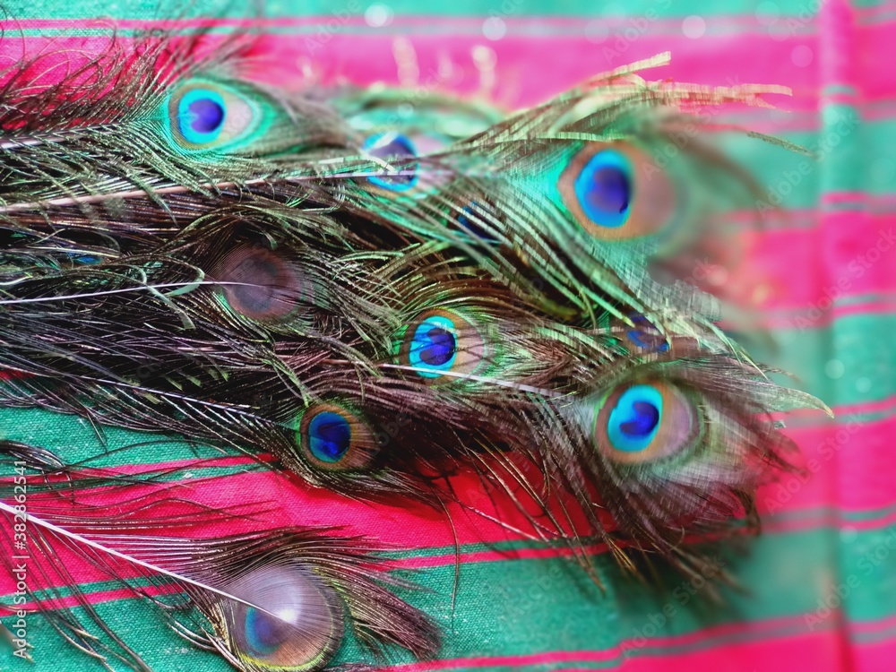 Fototapeta premium Peacock