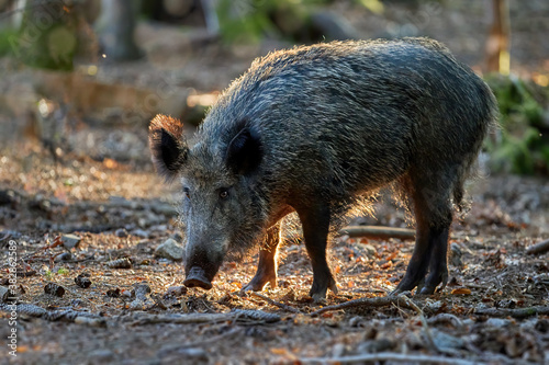 A huge wild boar, Sus scrofa in a colorful autumn spruce forest, with a snout at the ground looking for food against blurred background. Hunting season, Europe.