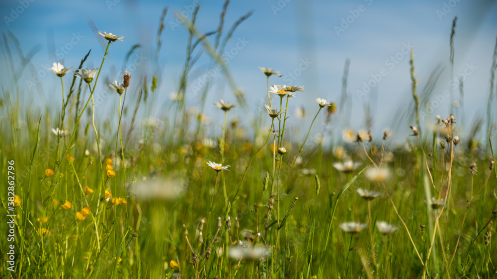 In the meadow, immersion in the middle of the Daisies In the meadow, immersion in the middle of the Daisies