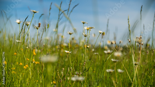 In the meadow, immersion in the middle of the Daisies 