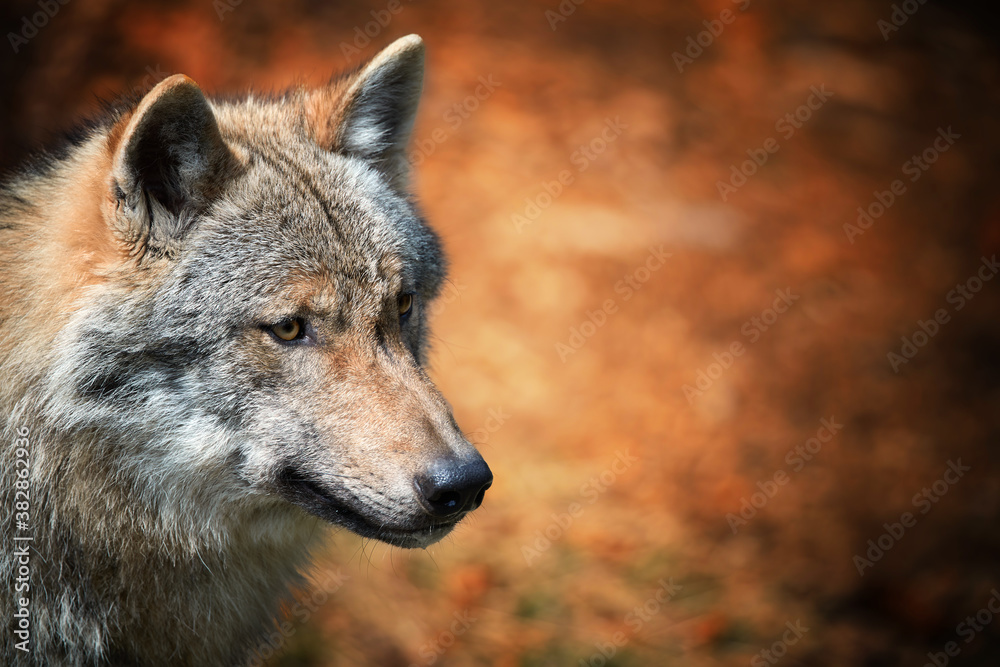 Eurasian wolf, Canis lupus, side portrait of female against orange abstract background. East Europe. Eurasian wolf, Canis lupus, side portrait of female against orange abstract background. East Europe.