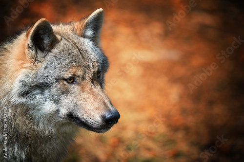 Eurasian wolf, Canis lupus, side portrait of female against orange abstract background. East Europe.