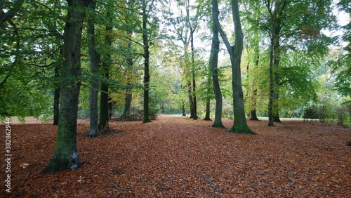 Autumn in Treptower park in capital of Germany