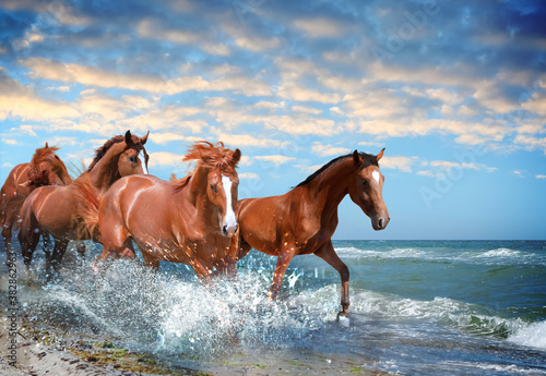 Beautiful horses running on beach through sea water