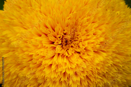 macro photography of yellow sunflower petals