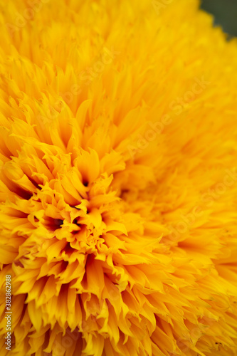macro photography of yellow sunflower petals