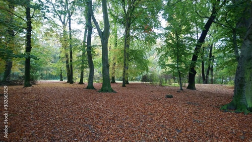 Autumn in Treptower park in capital of Germany