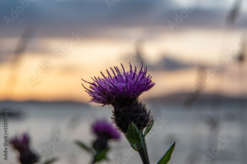 Closeup of a thistle during sunset