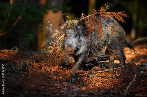 Huge Wild boar, Sus scrofa with its snout on the ground looking for food in colorful autumn spruce forest, staring directly to camera. Hunting theme, East Europe.