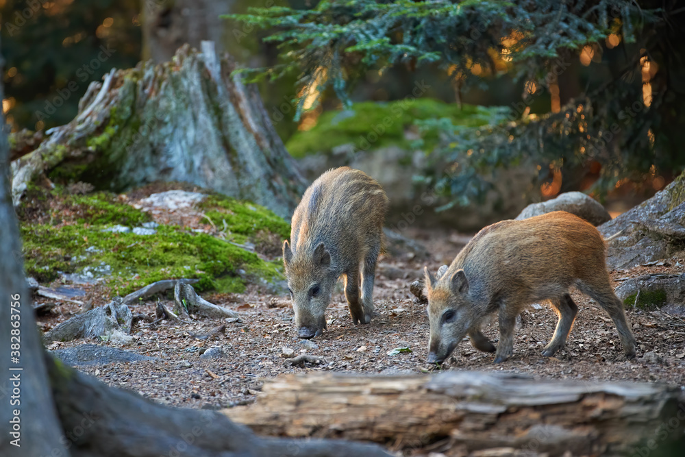 Wild boar piglets, Sus scrofa with its snout on the ground looking for food in old spruce forest. Europe. Wild boar piglets, Sus scrofa with its snout on the ground looking for food in old spruce forest. Europe.