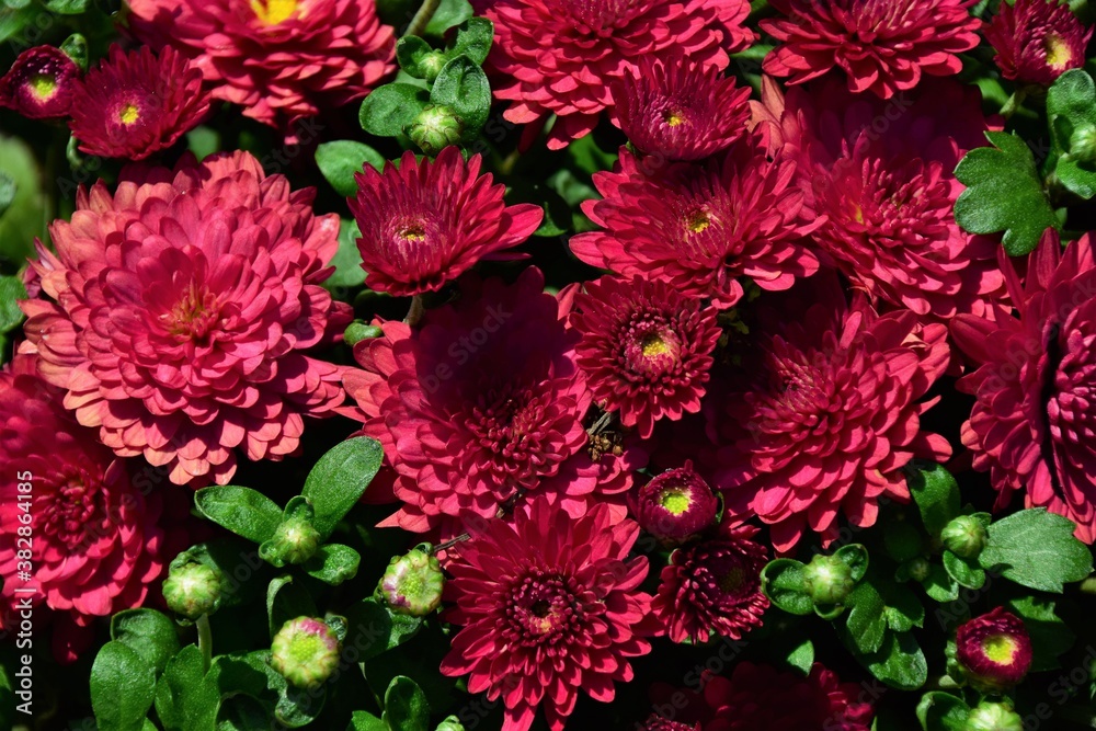 red and white chrysanthemum red and white chrysanthemum
