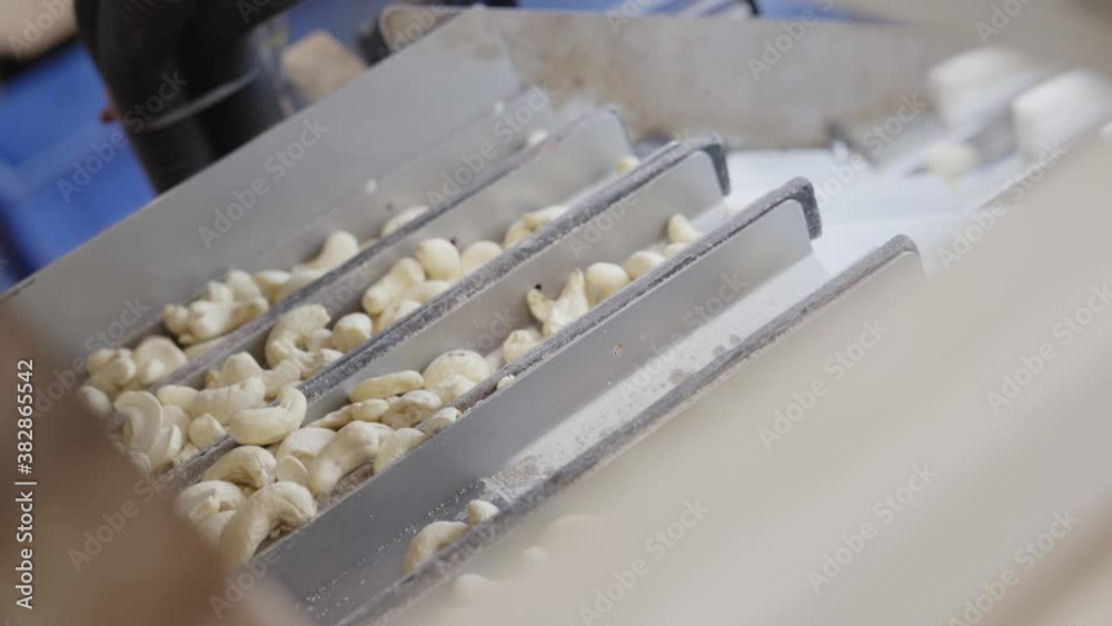 Close shot of cashew nuts moving on a sorting machine inside cashew nut factory