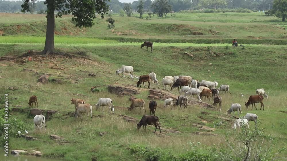 Cows grazing in the fields near Giridih in Jharkhand, India on 27 September, 2020. Cows grazing in the fields near Giridih in Jharkhand, India on 27 September, 2020.
