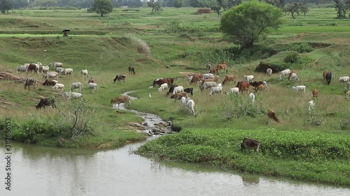 Cows grazing in the fields near Giridih in Jharkhand, India on 27 September, 2020. photo