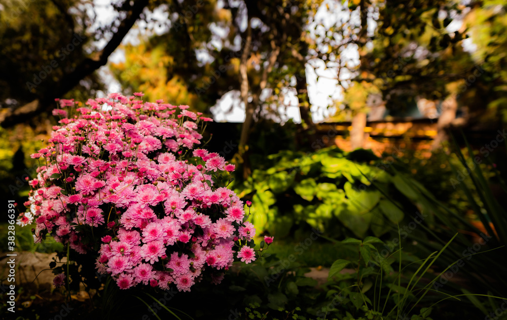 
A bush of small chrysanthemums blooms in an old autumn garden.