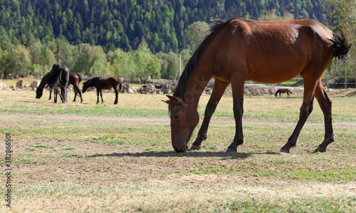 close-up of a red horse with black mane grazing in a pasture in a mountain valley. domestic animals