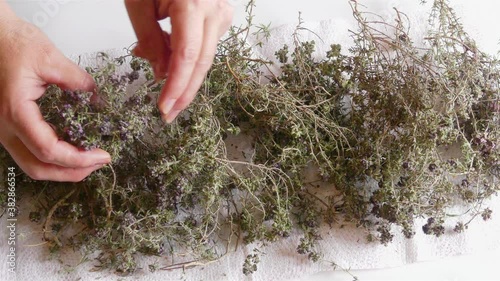 Natural Wild Herbal Tea