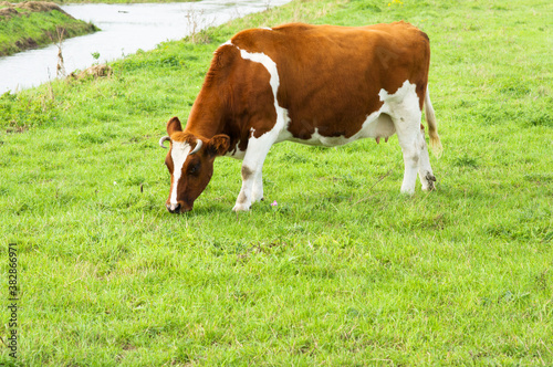 Cow eating grass in a pasture in Arnhem, Netherlands