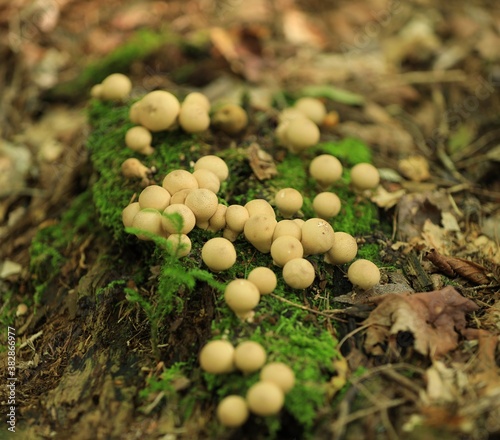 mushrooms in the forest