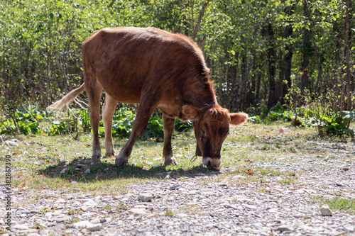 young red calf grazing at the edge of the forest on a sunny day. Healthy domestic animal.