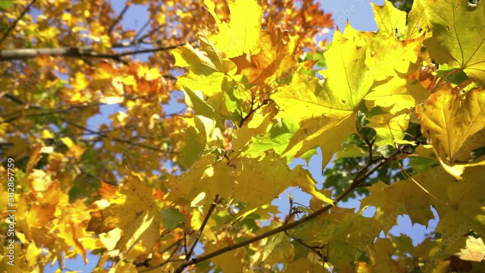autumn tree with colorful leaves on a background of blue sky in sunbeams. shooting from bottom to top close-up. autumn tree with colorful leaves on a background of blue sky in sunbeams. shooting from bottom to top close-up.