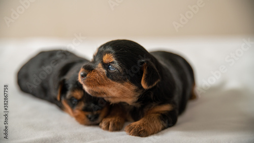 The first attempts to bark a Yorkshire terrier puppy, with his brother sleeping against him 