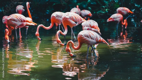 Flamingo © Ph
