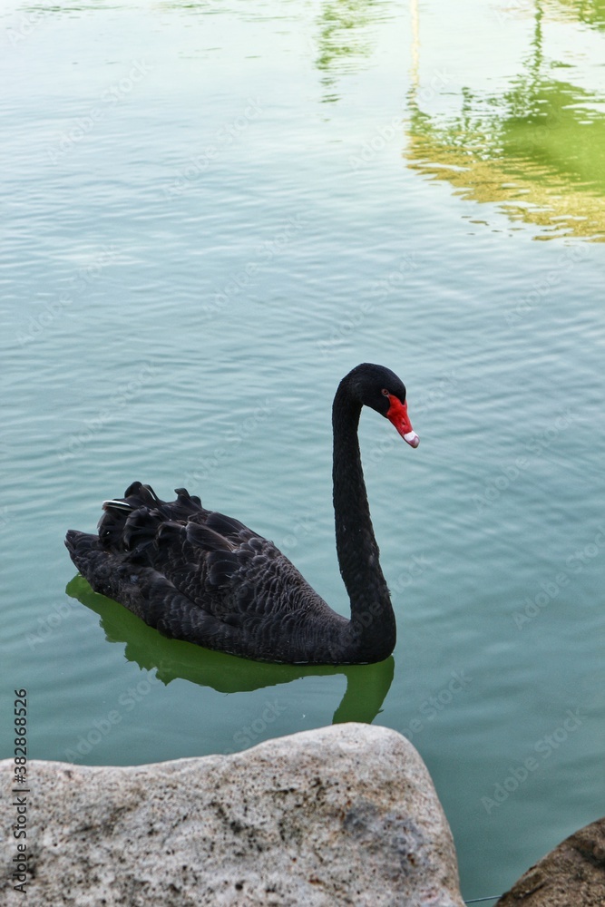 Obraz premium black swan 