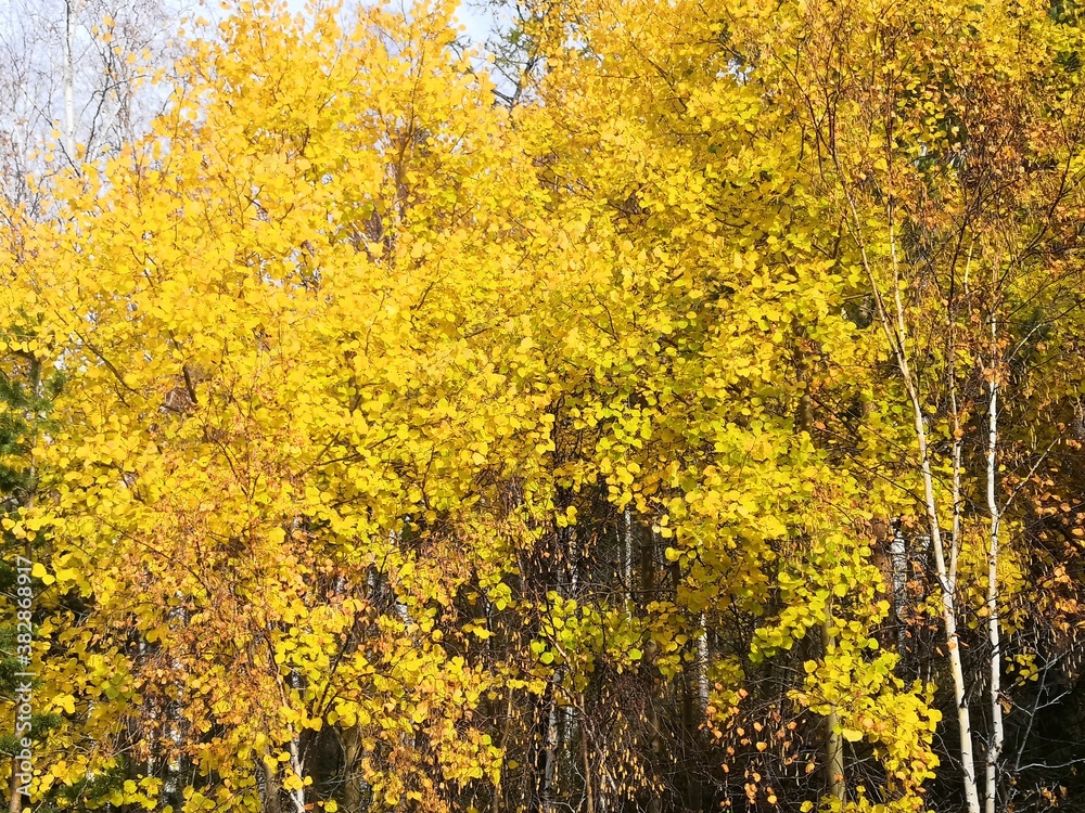 Fototapeta premium field of yellow flowers