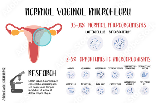 Normal vaginal microflora, lactobacillus, bifidobacterium. Normal and opportunistic pathogenic microorganisms. Female reproductive system. Gynecology. Vector flat cartoon illustration photo