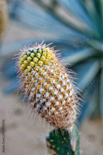 Cactus nature