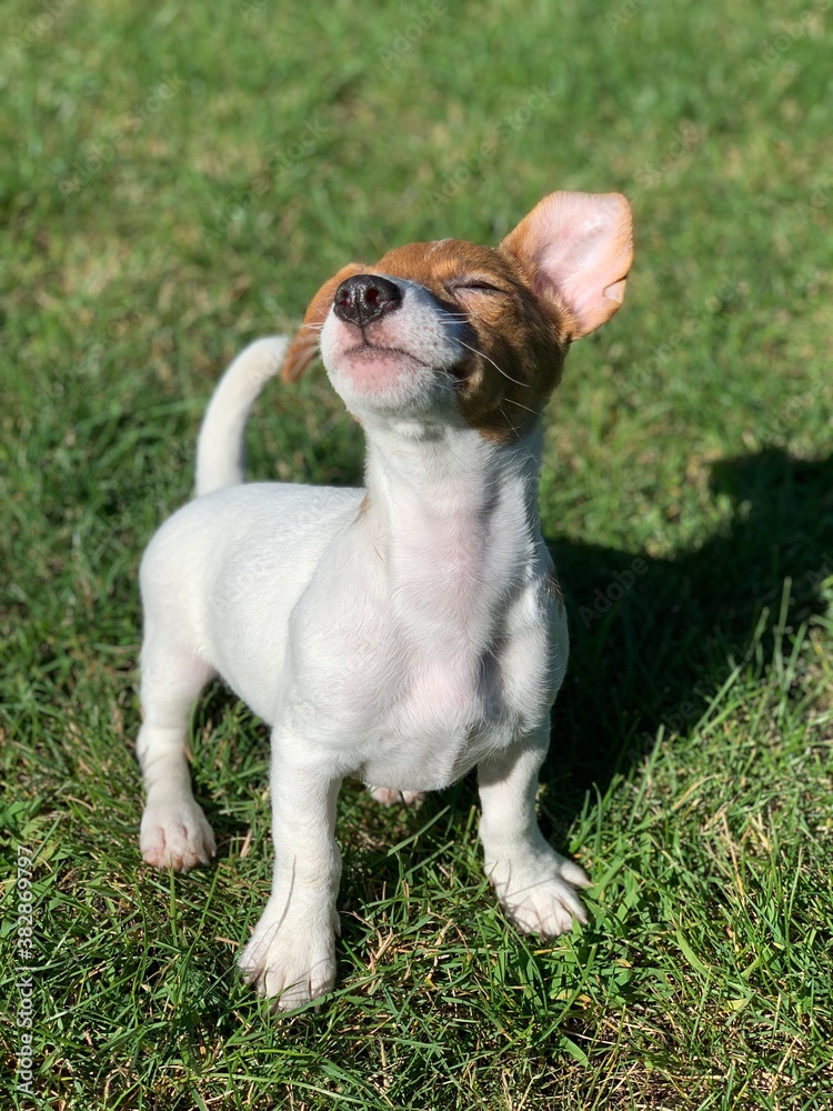 jack russell terrier jack russell terrier
