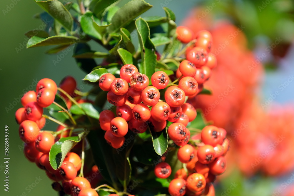 Vogelbeere oder Eberesche mit roten Beeren Vogelbeere oder Eberesche mit roten Beeren