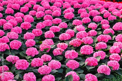 
hydrangea pink