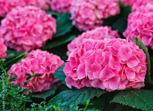 
hydrangea pink