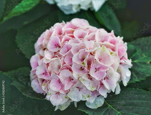 
hydrangea pink