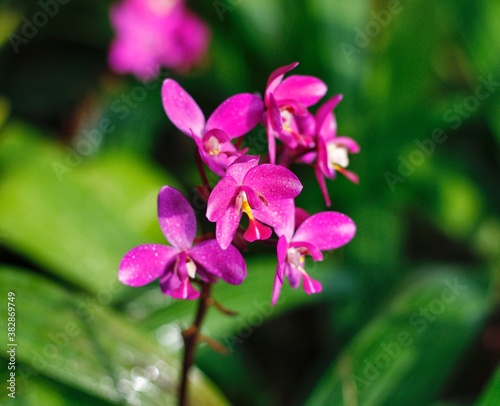 Orchid flower
