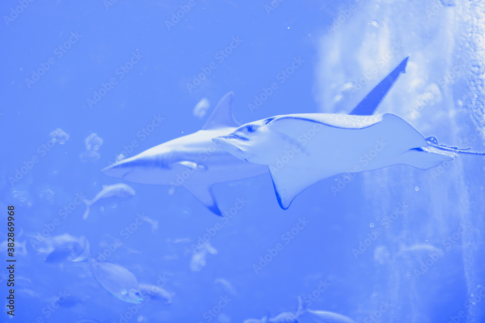 Great stingray and shark in aquarium. Discover underwater world and its inhabitants. Blue water. 