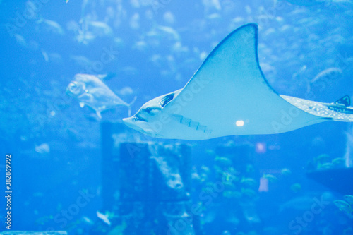Stingray in the Oceanarium. Large aquarium with fish behind blue glass. © Stella