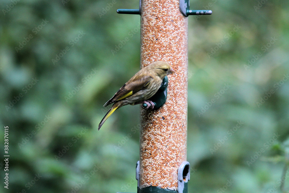 Naklejka premium A Greenfinch on a Bird Feeder