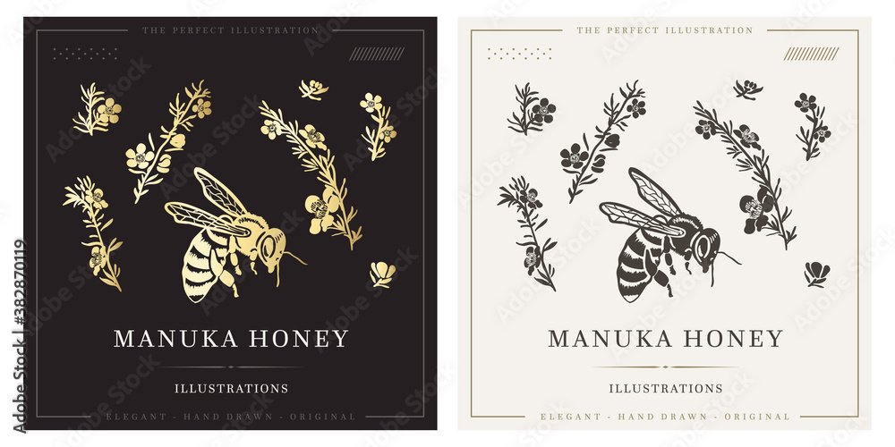 The handmade drawing manuka flower with bee The handmade drawing manuka flower with bee