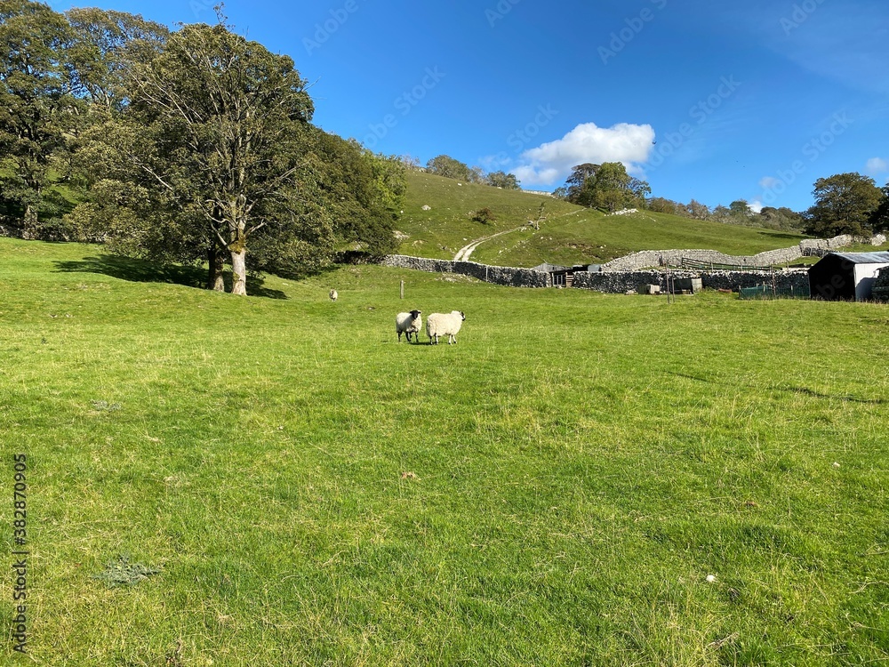 Landscape, with large meadow, old trees, farm buildings, and sheep in, Arncliffe, Skipton, UK