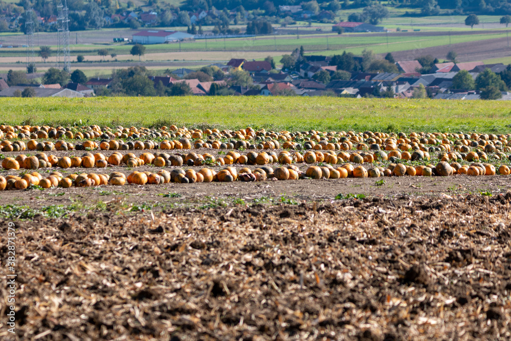 Fototapeta premium pumpkins on a field