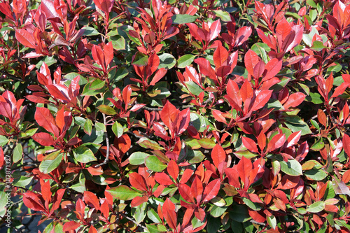 Background: beautiful red and red leaves and branches of a photinia plant