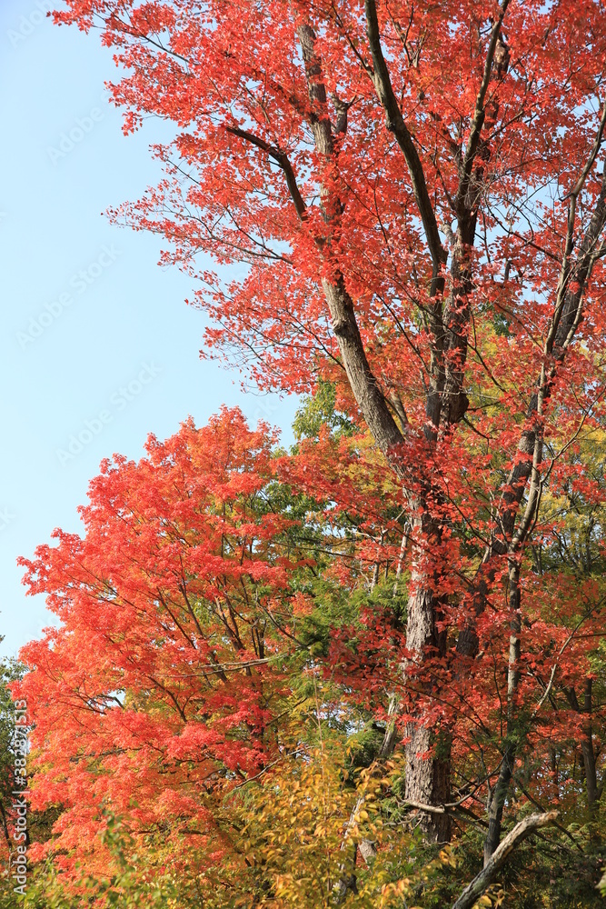 autumn fall trees