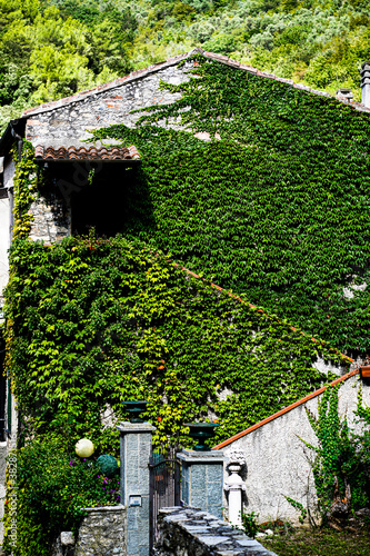 green ivy on a facade of an old house in Zuccarello, Savona, Italy photo