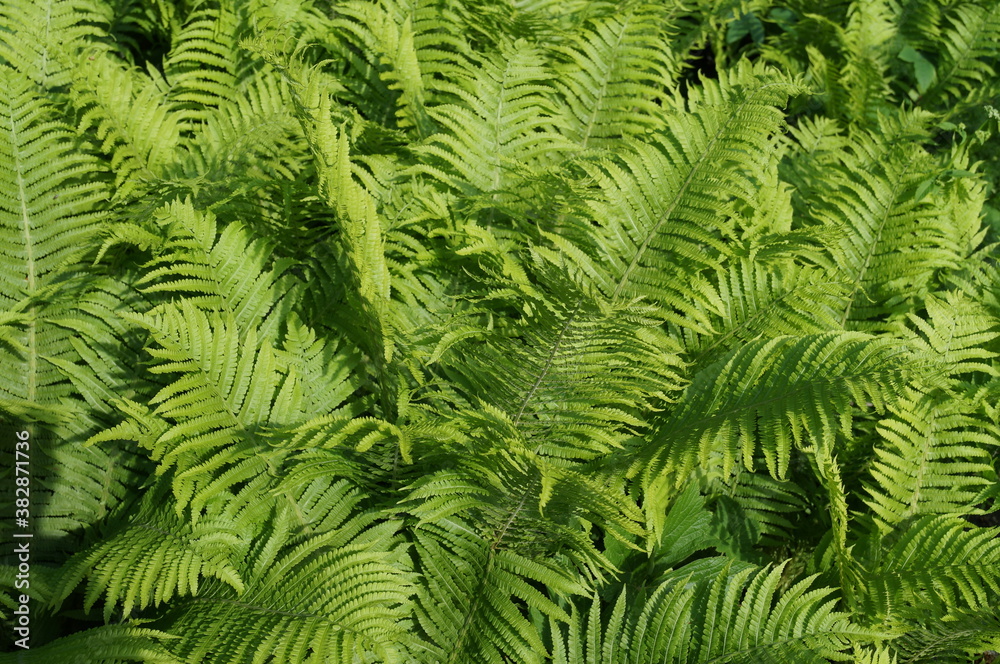 A beautiful photo of a green fern, can be used as a background. Sunny day, natural light. Fresh green ferns frond forest plant leaves summer 