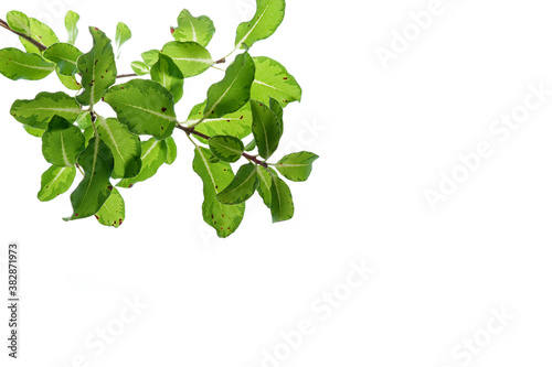 Green leaves on white background