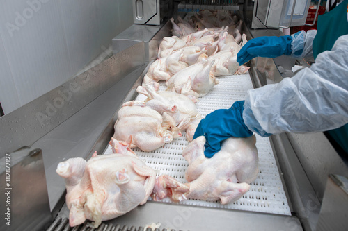 chicken factory in the process of selection, cutting and packaging  photo