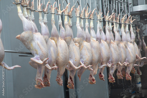 chicken factory in the process of selection, cutting and packaging 